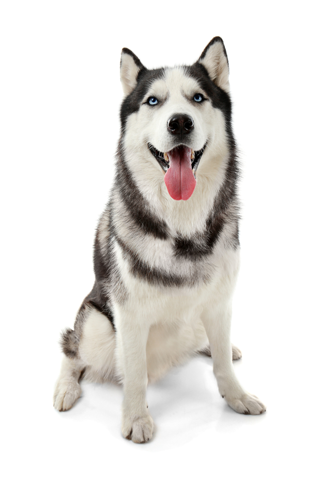 adorable husky backgrounds