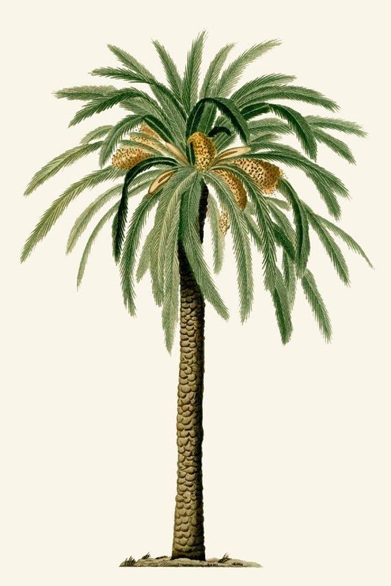 adorable palm tree wallpaper for mobile