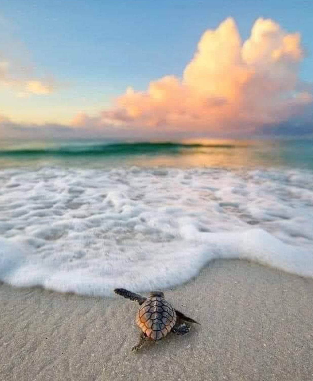 adorable turtle backgrounds for desktop