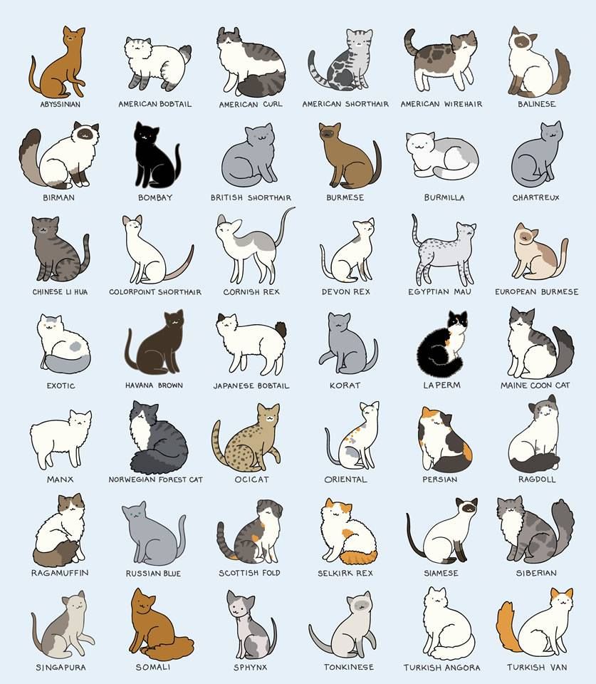 background cute cat cartoon 0058