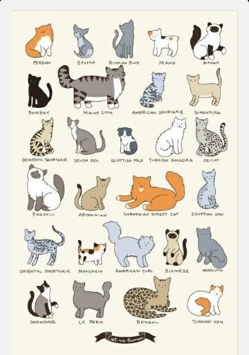 background cute cat cartoon 0059