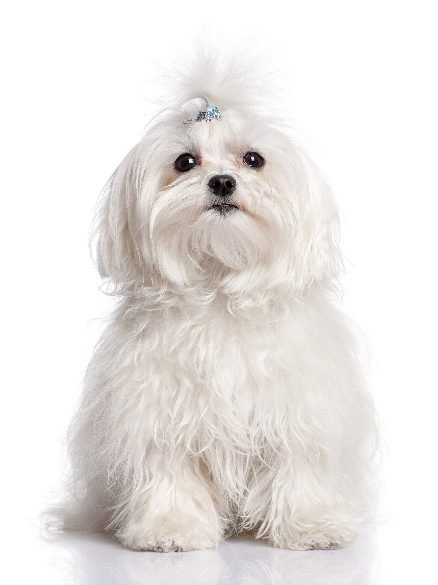 background ideas for cute dog white themes