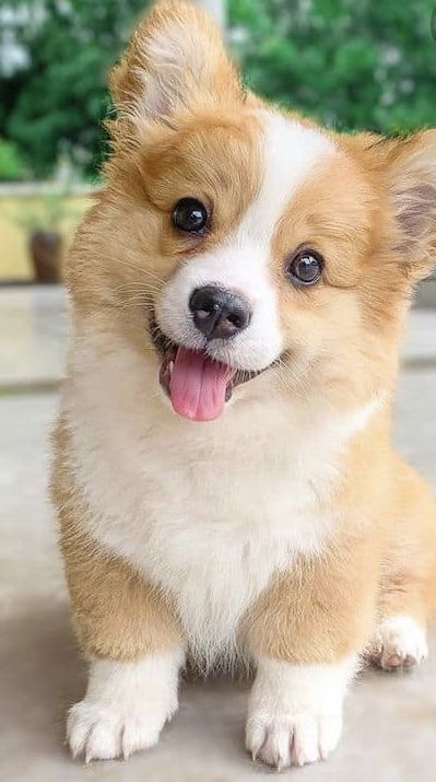 charming cute Corgi wallpapers