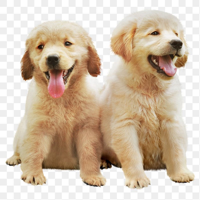 charming cute dog transparent background collections