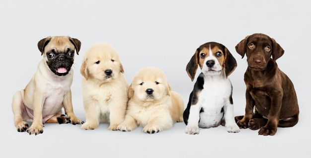 charming cute puppy backgrounds