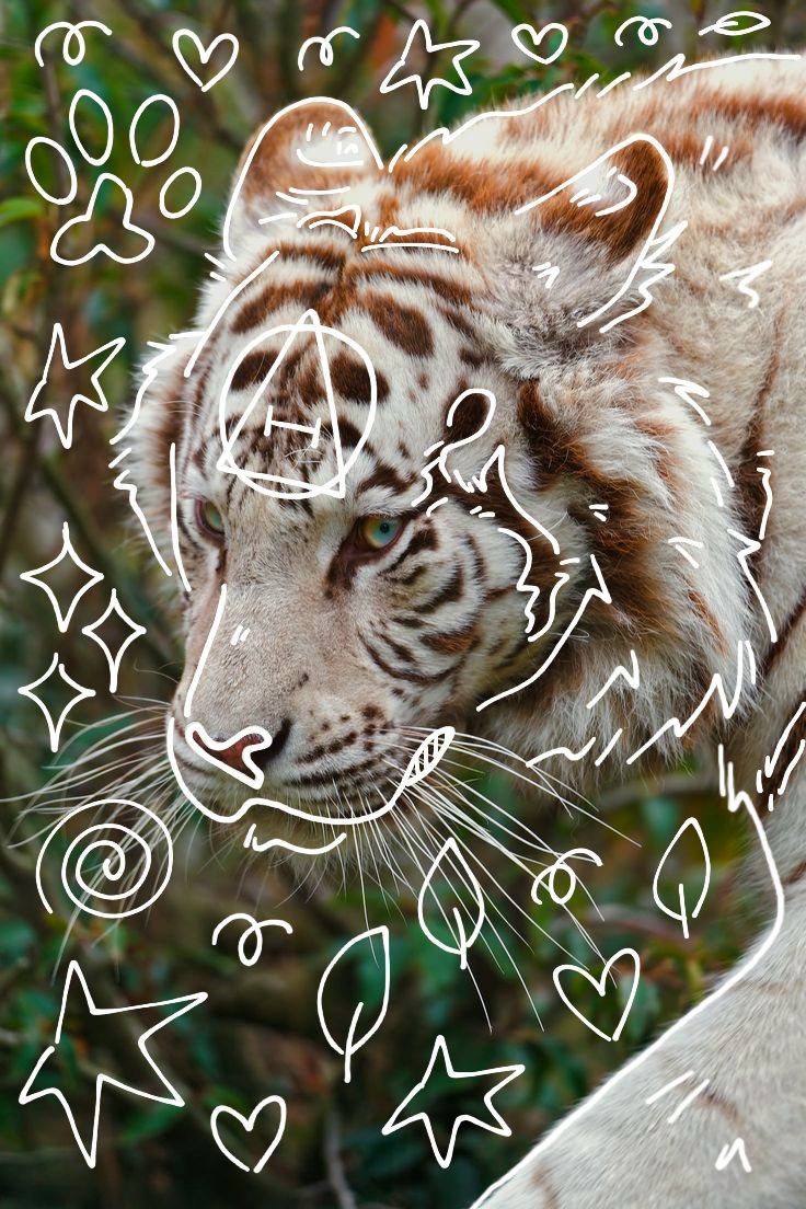 charming cute tiger images