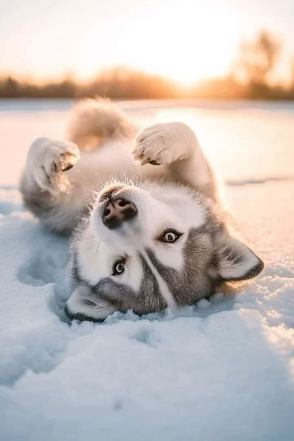 charming husky images for desktop