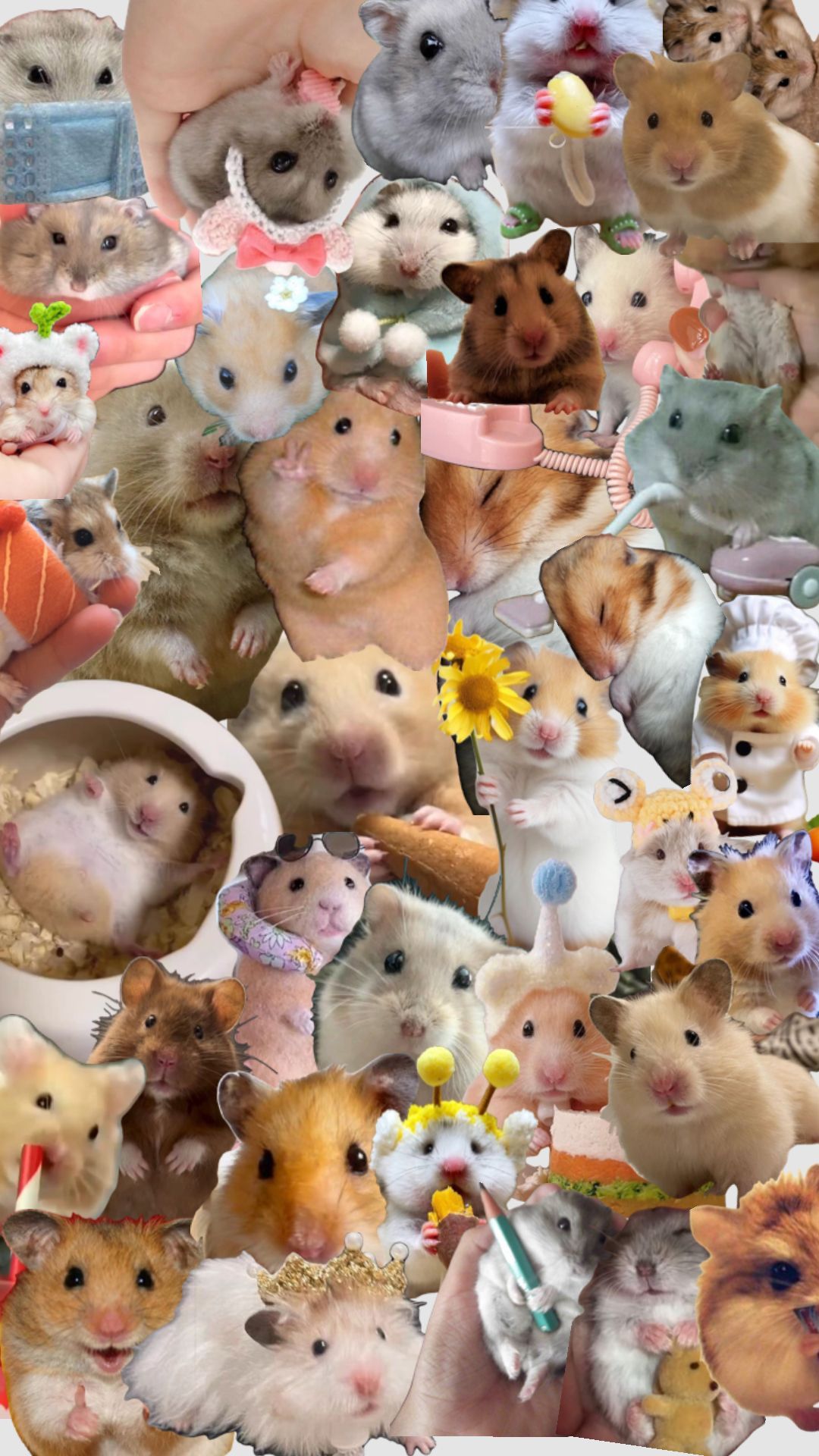 charming rat-themed wallpapers