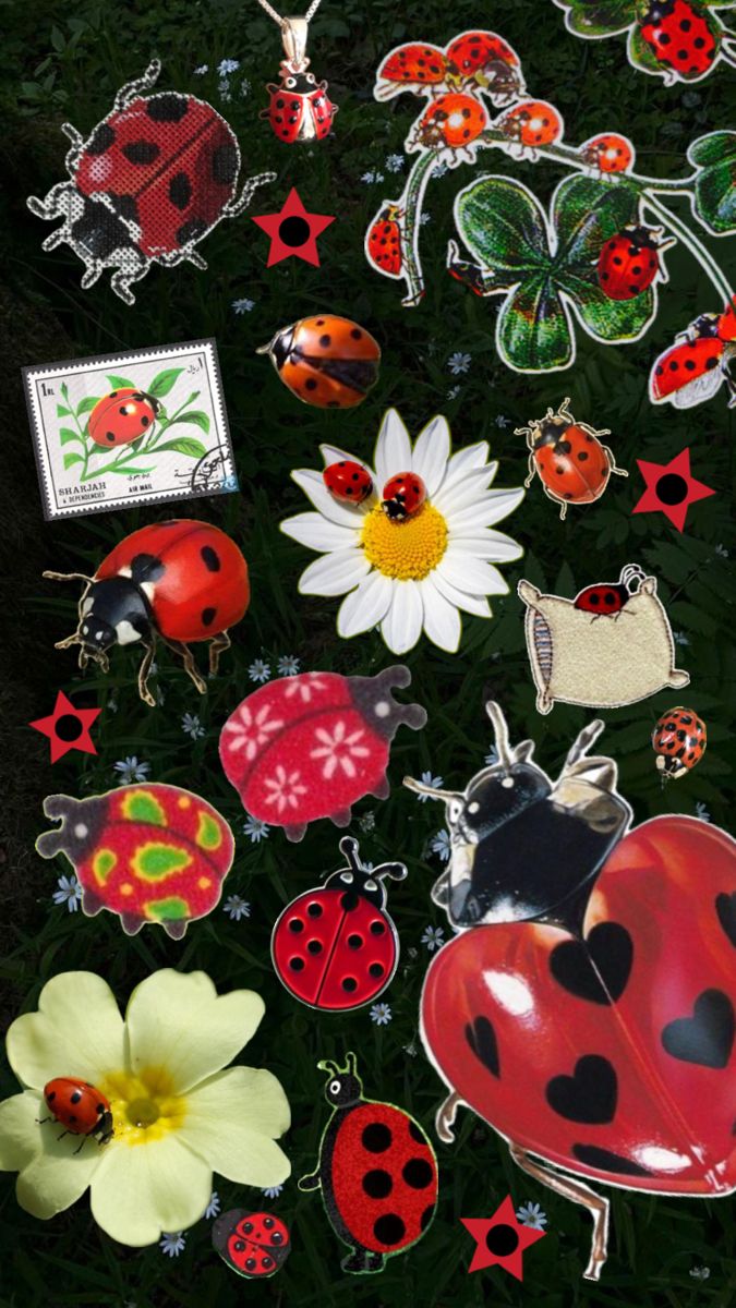 colorful ladybug designs for personalized aesthetics.