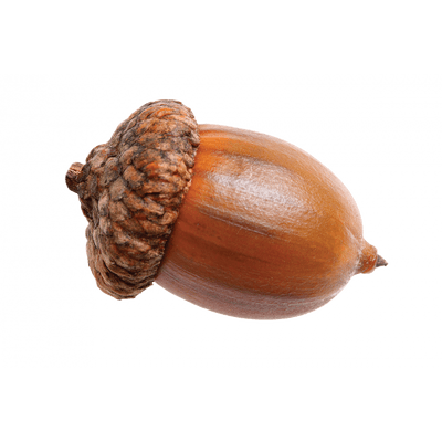 cute acorn background 0017