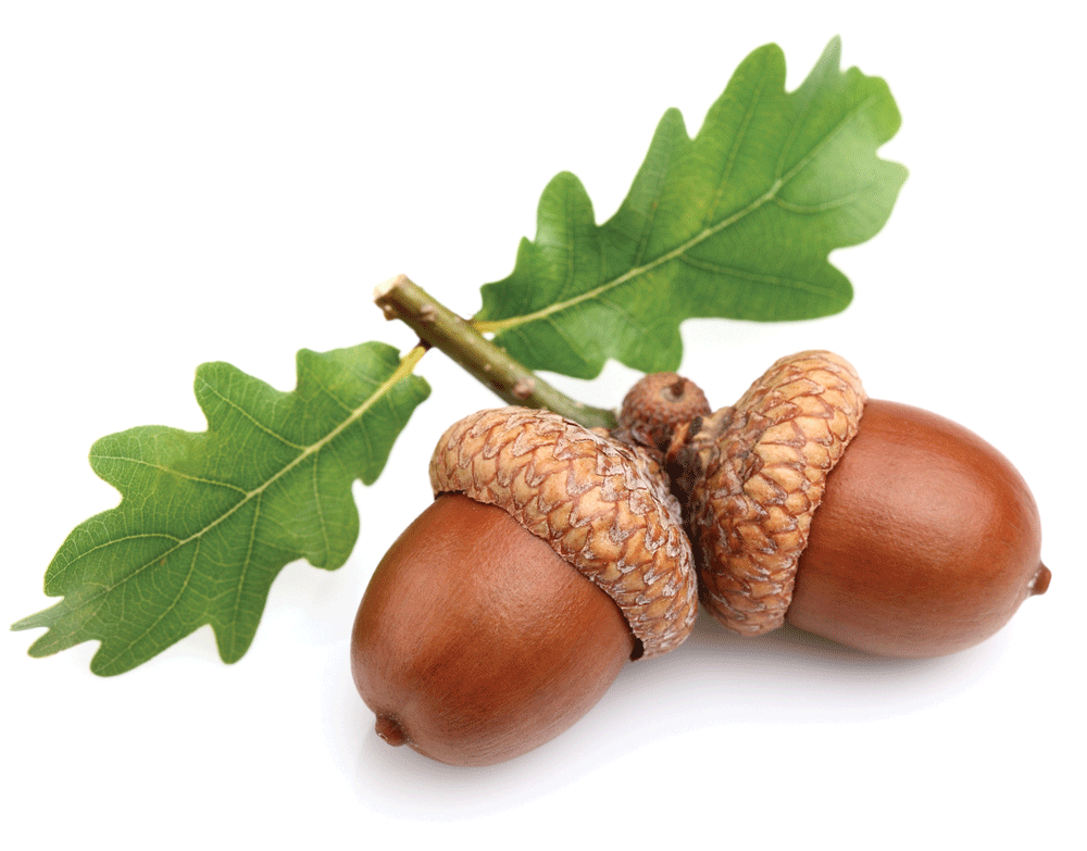 cute acorn background 0020