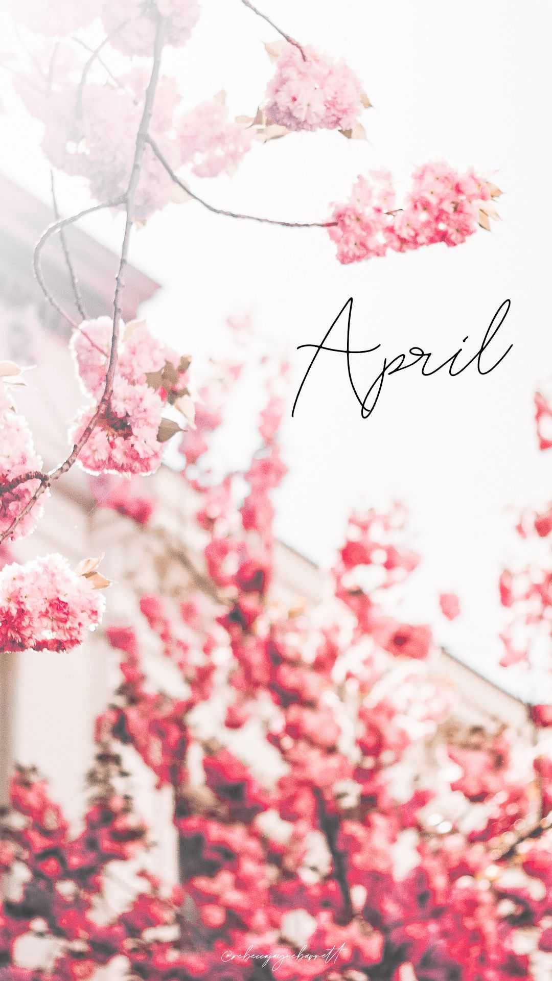 cute april backgrounds 0027