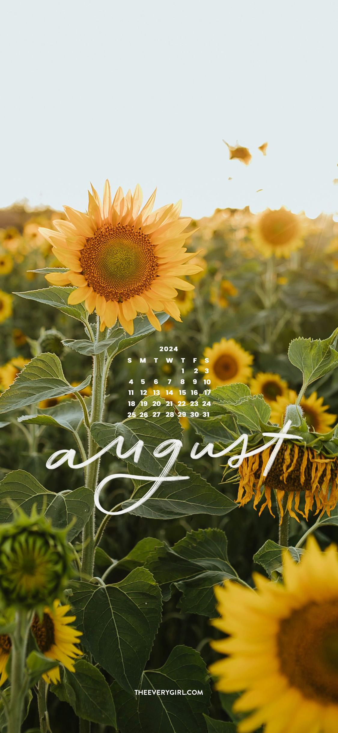 cute august backgrounds 0015