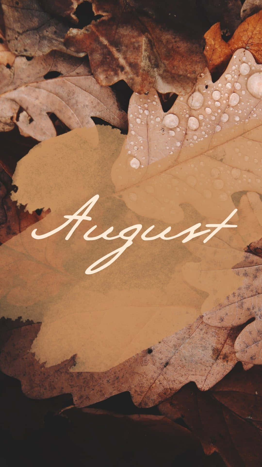 cute august backgrounds 0041