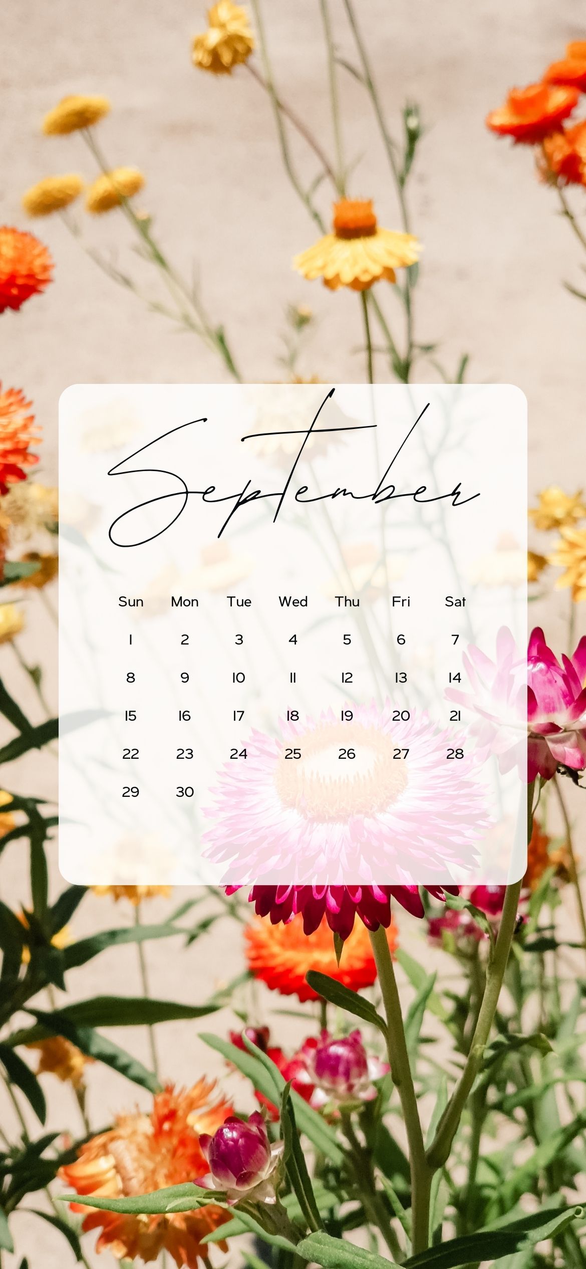 cute august backgrounds 0069