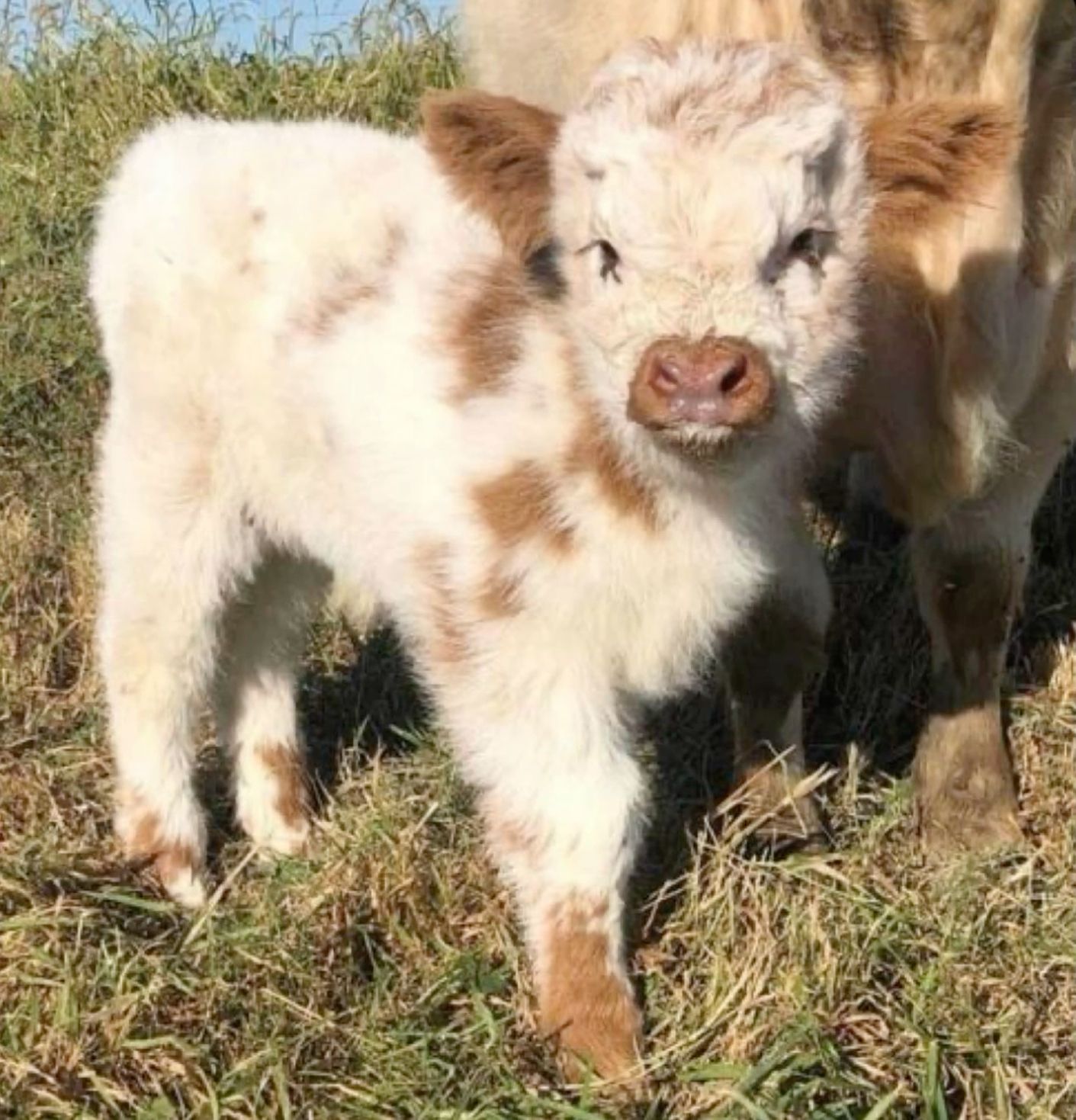 cute backgrounds featuring highland cows