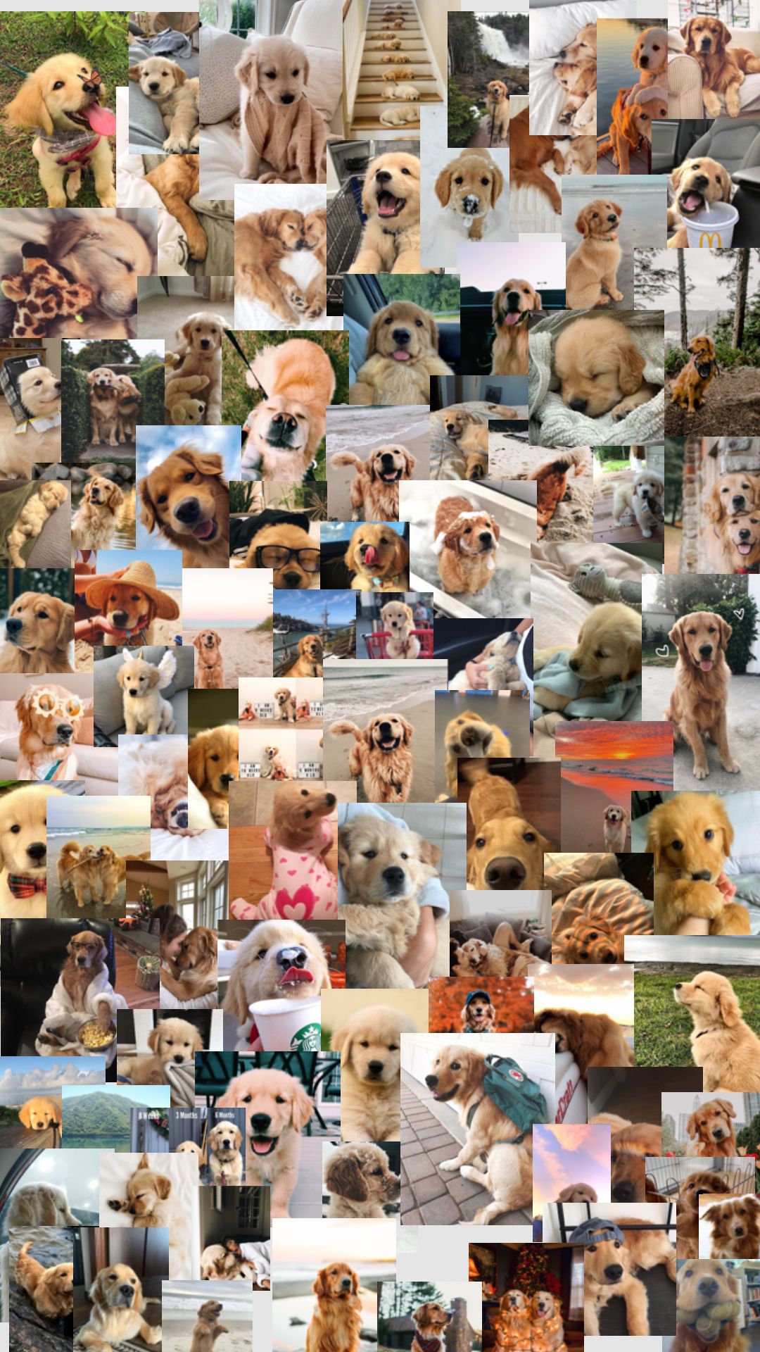 cute backgrounds with golden retrievers