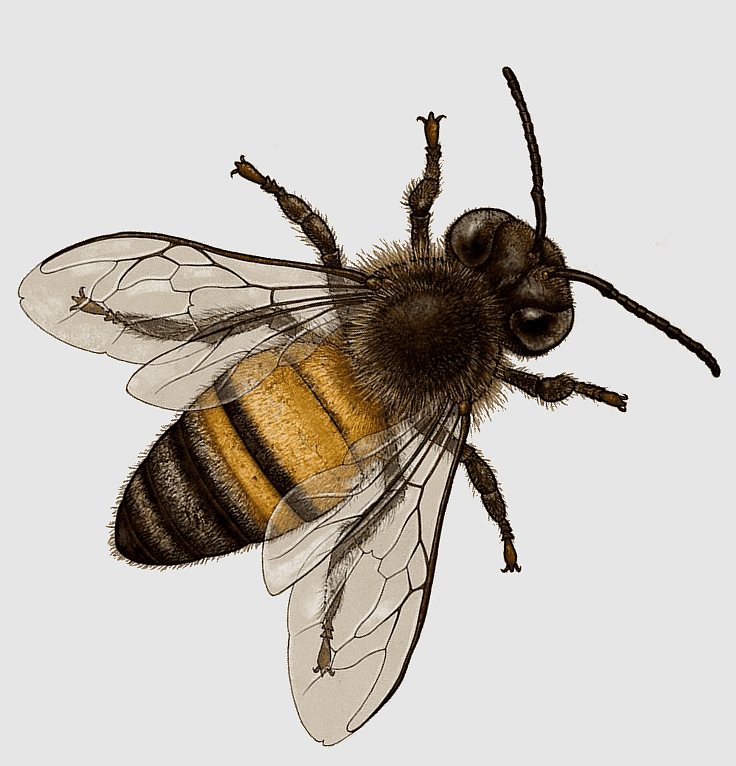 cute bee backgrounds 0075