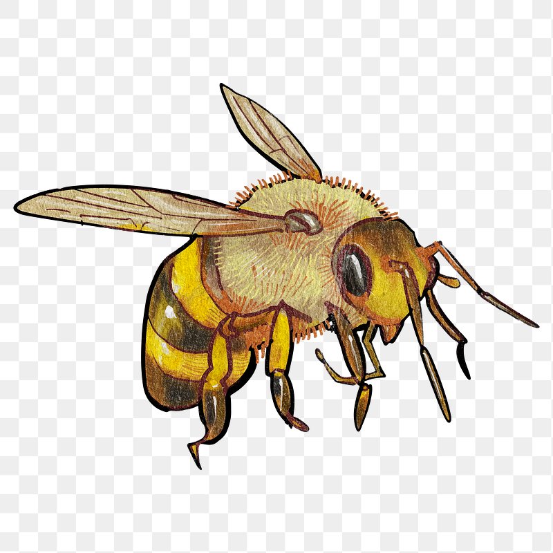 cute bee transparent background 0016