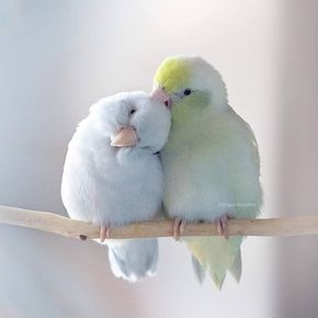 cute bird background 0039