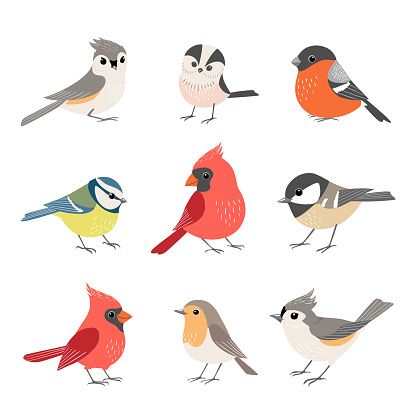 cute bird backgrounds for kids