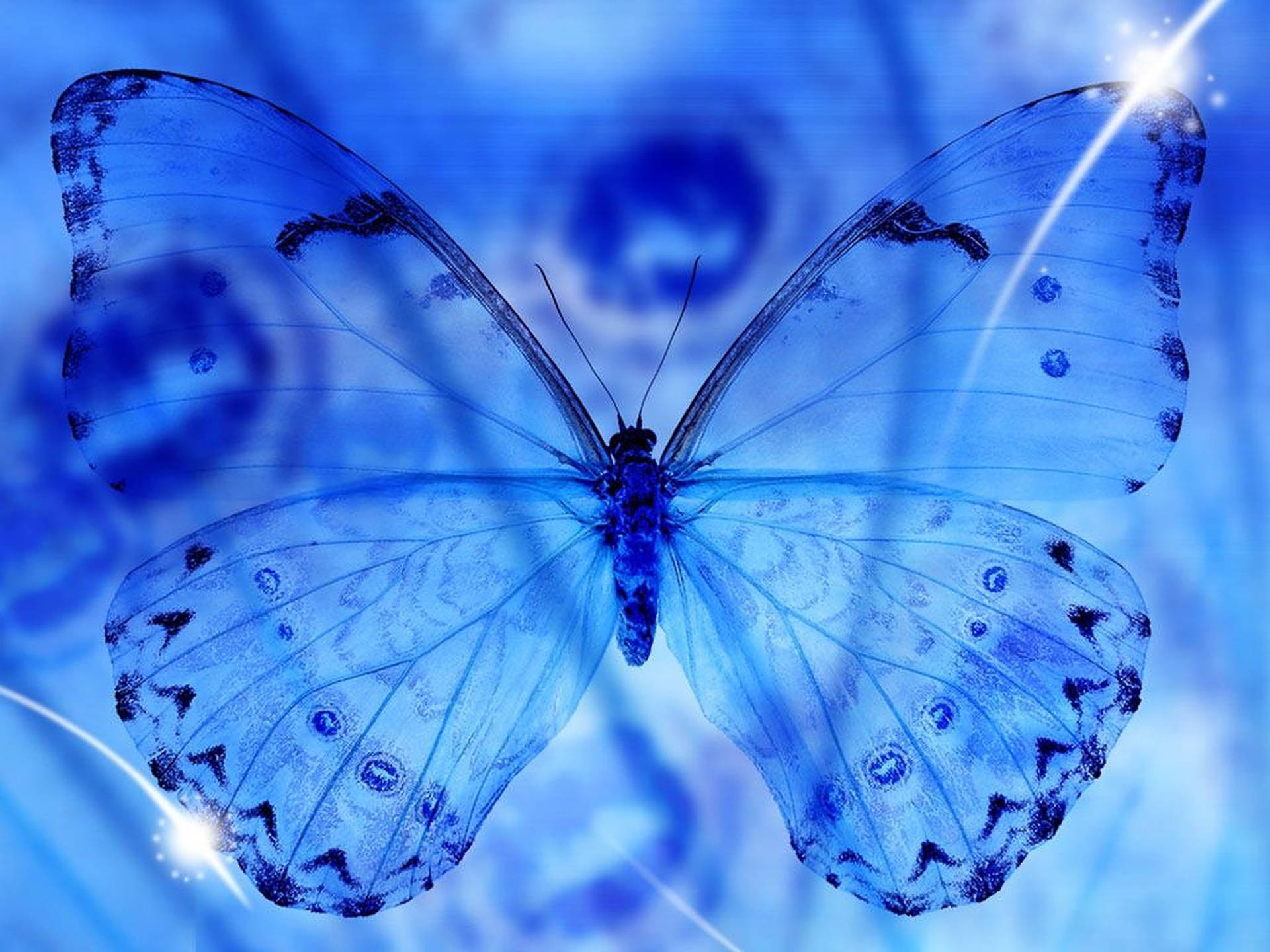 cute blue butterfly backgrounds 0011