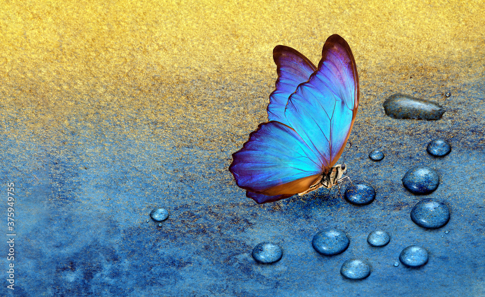 cute blue butterfly backgrounds 0019