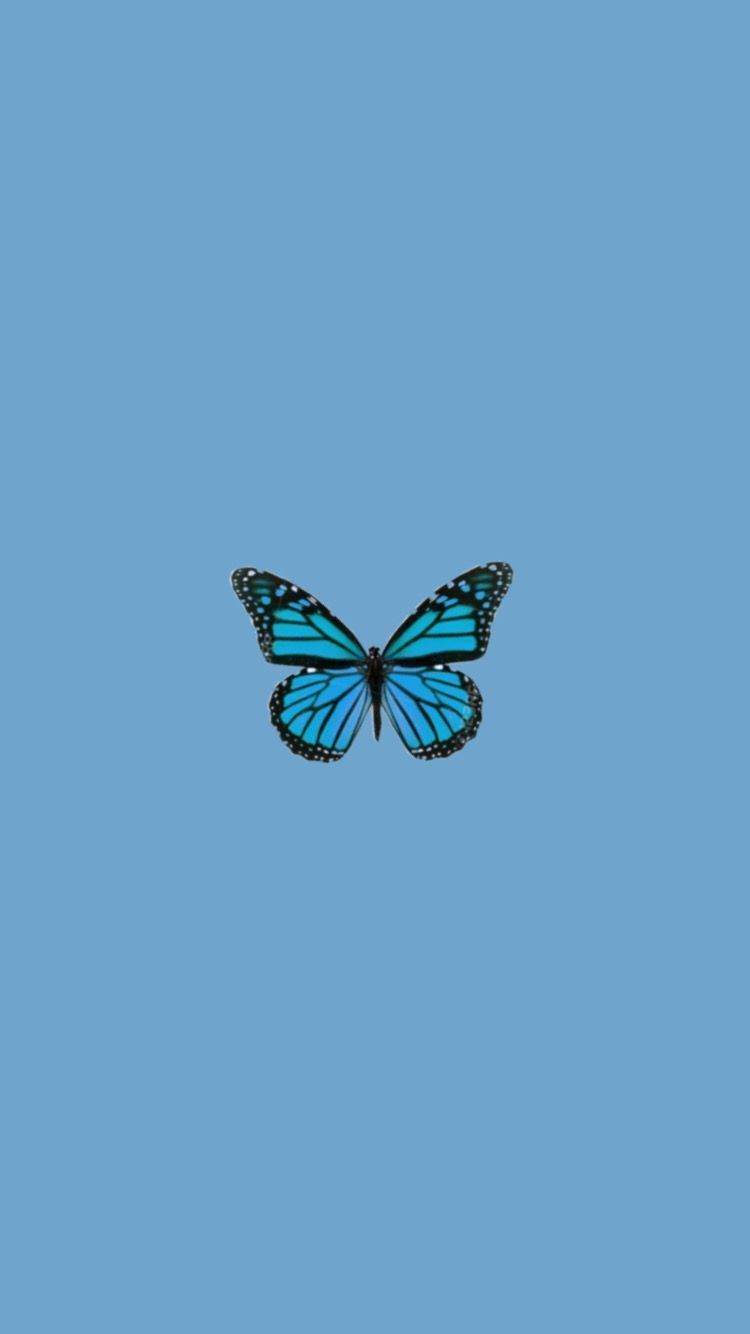 cute blue butterfly backgrounds 0025