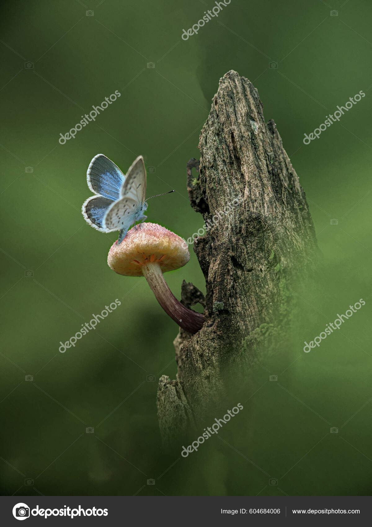 cute blue butterfly backgrounds 0053