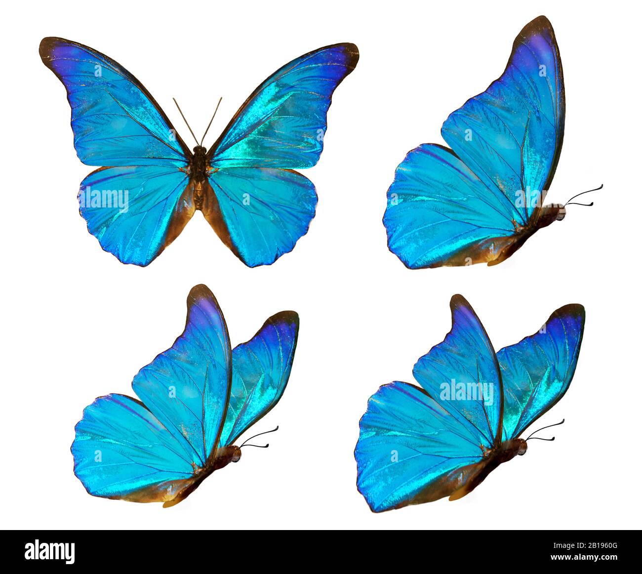 cute blue butterfly backgrounds 0054