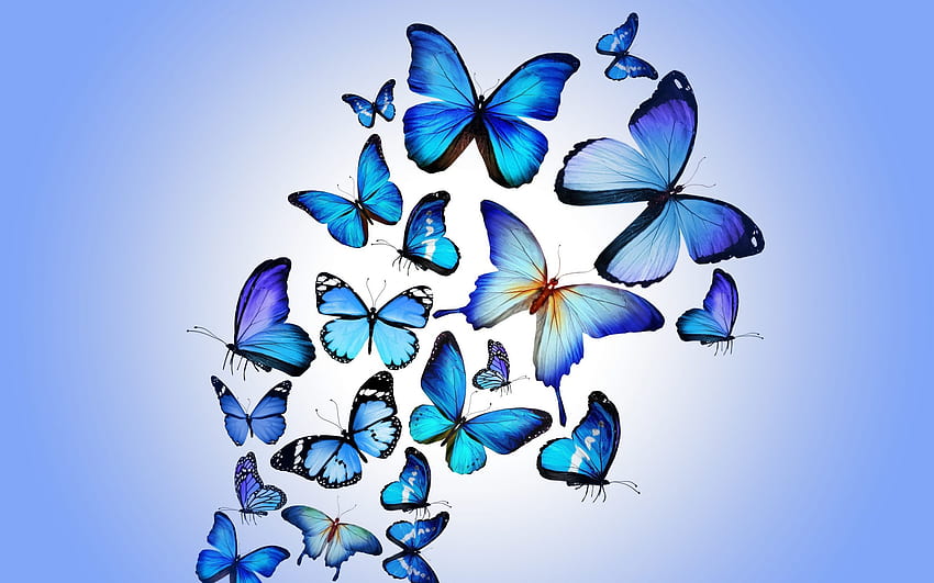 cute blue butterfly backgrounds 0059