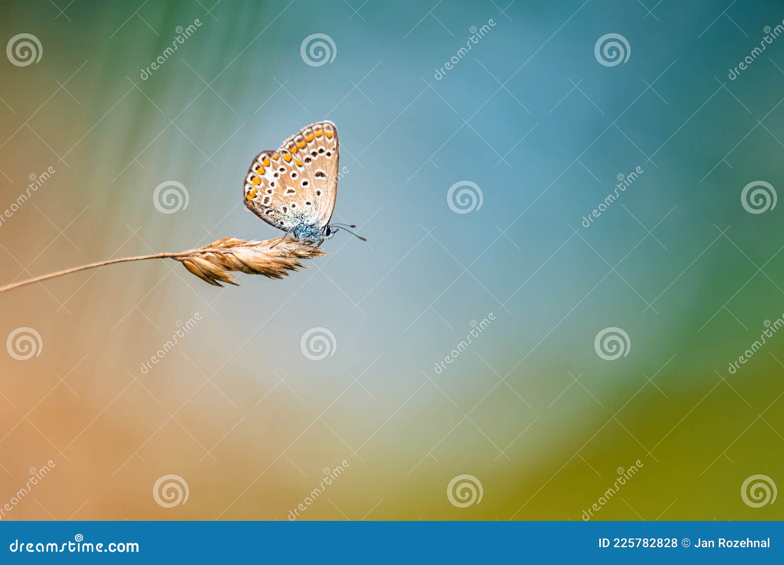 cute blue butterfly backgrounds 0071