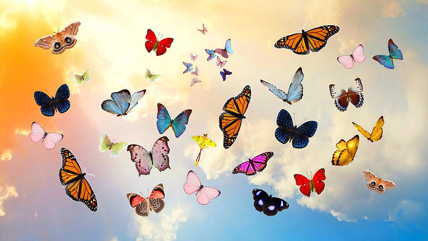 cute blue butterfly backgrounds 0072