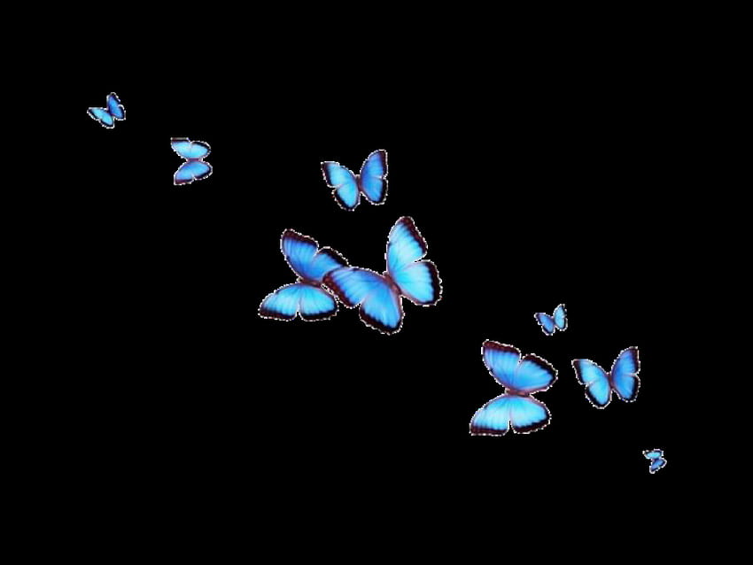 cute blue butterfly backgrounds 0085