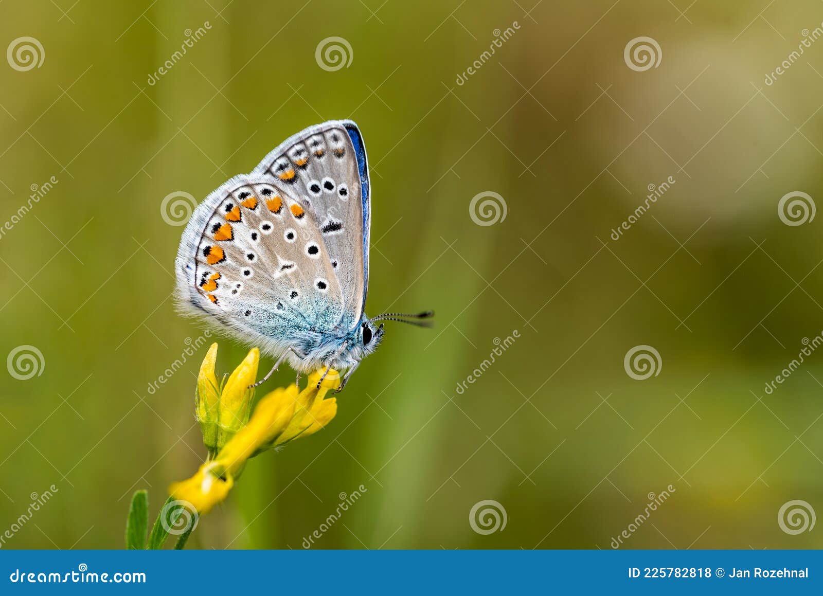 cute blue butterfly backgrounds 0089