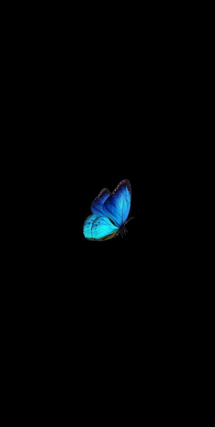 cute blue butterfly backgrounds 0091