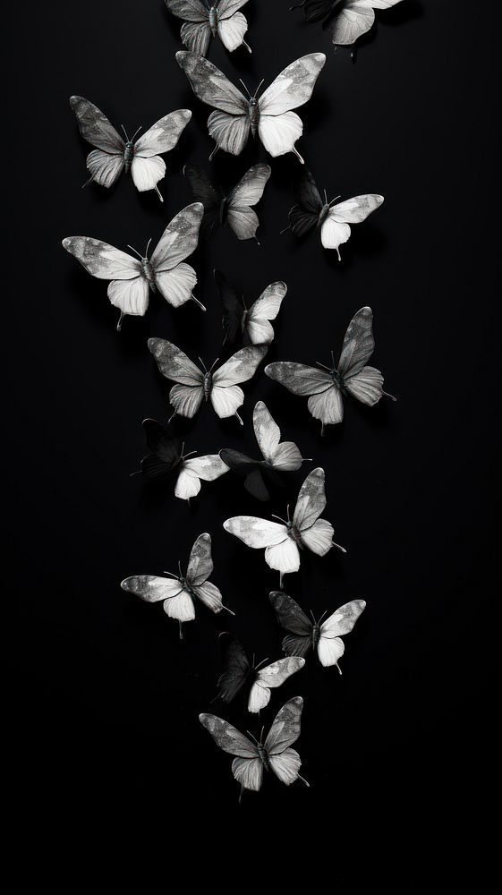 cute butterfly backgrounds 0023