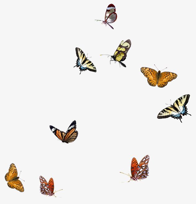 cute butterfly backgrounds 0032