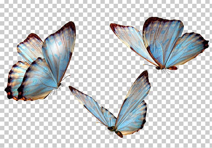 cute butterfly backgrounds 0037