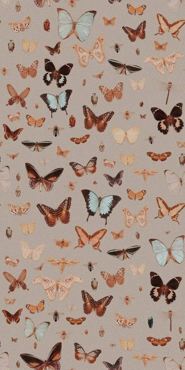 cute butterfly backgrounds 0089