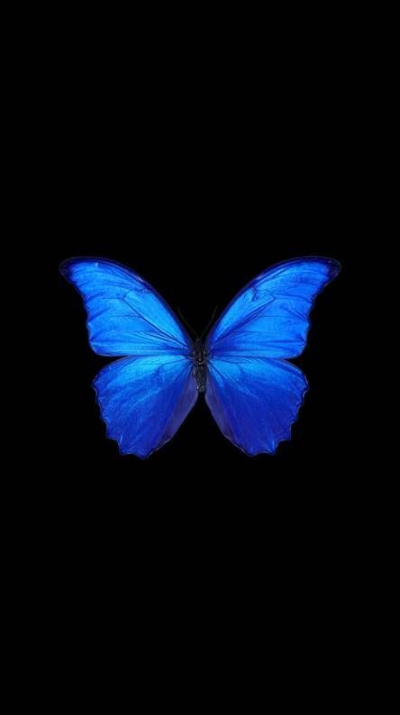 cute butterfly backgrounds 0095