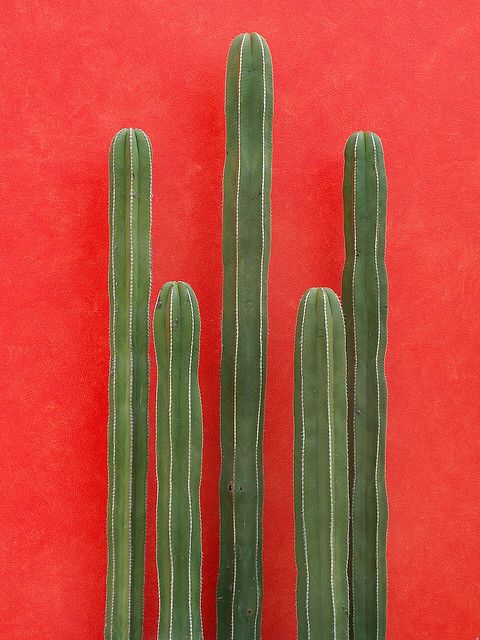 cute cactus backgrounds 0011