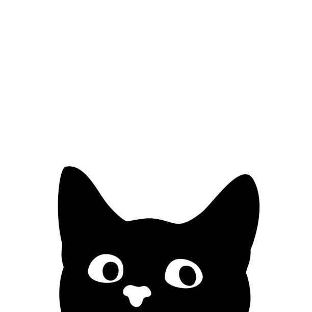 cute cat black background 0059