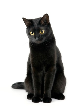 cute cat black background 0099