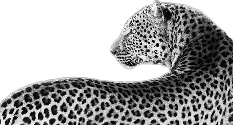 cute cheetah backgrounds 0016