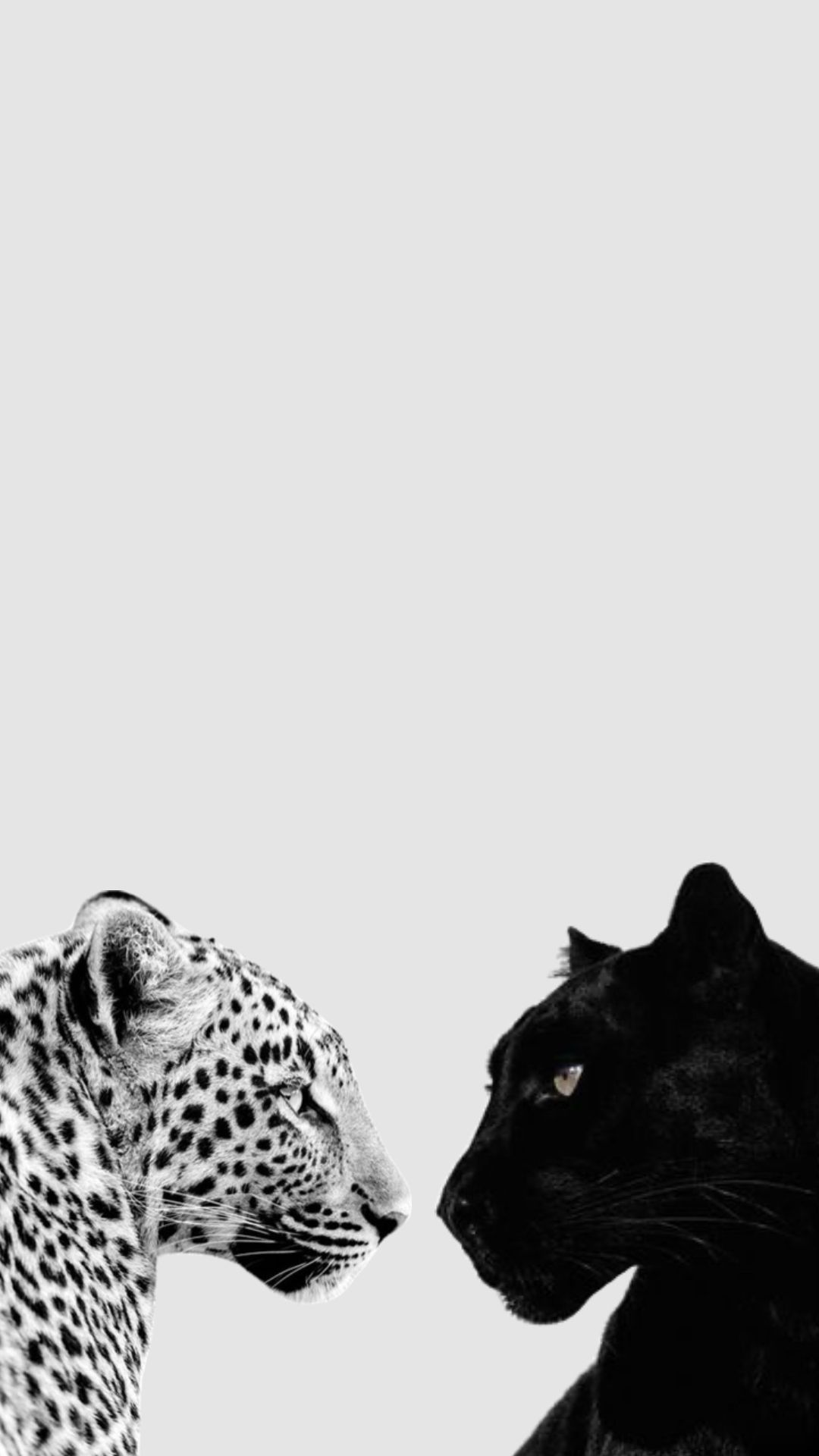 cute cheetah backgrounds 0018