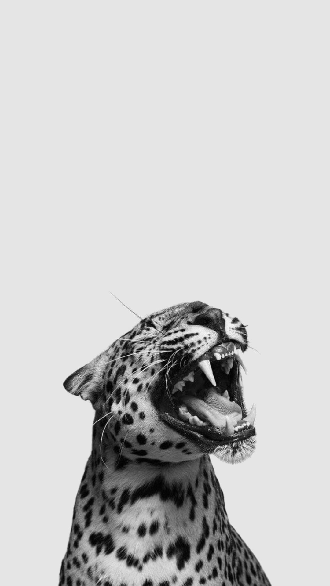 cute cheetah backgrounds 0032