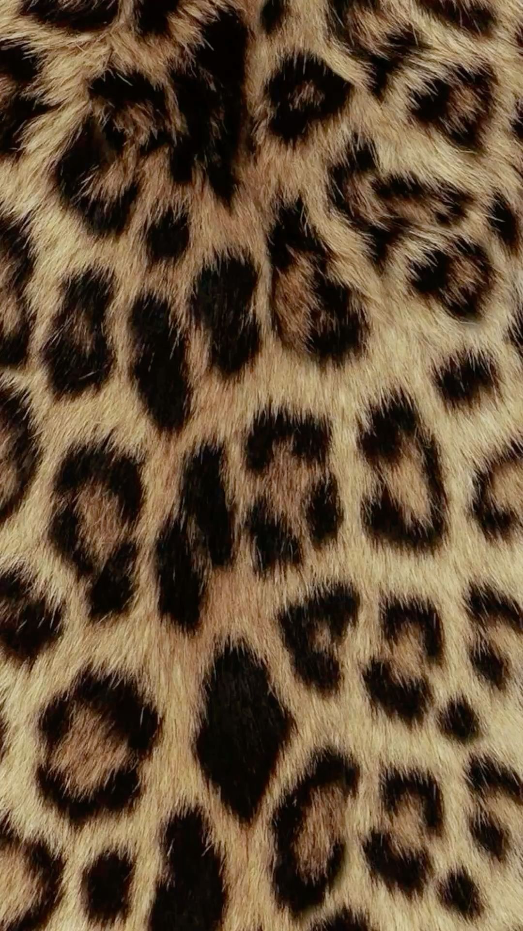 cute cheetah backgrounds 0036