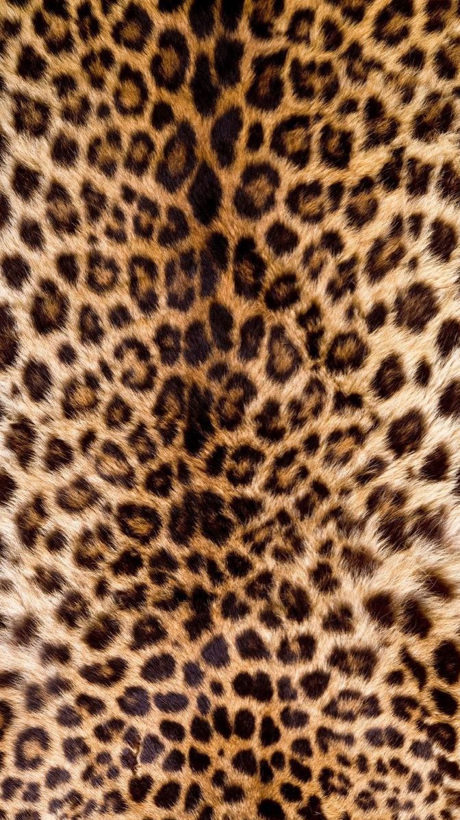 cute cheetah backgrounds 0049