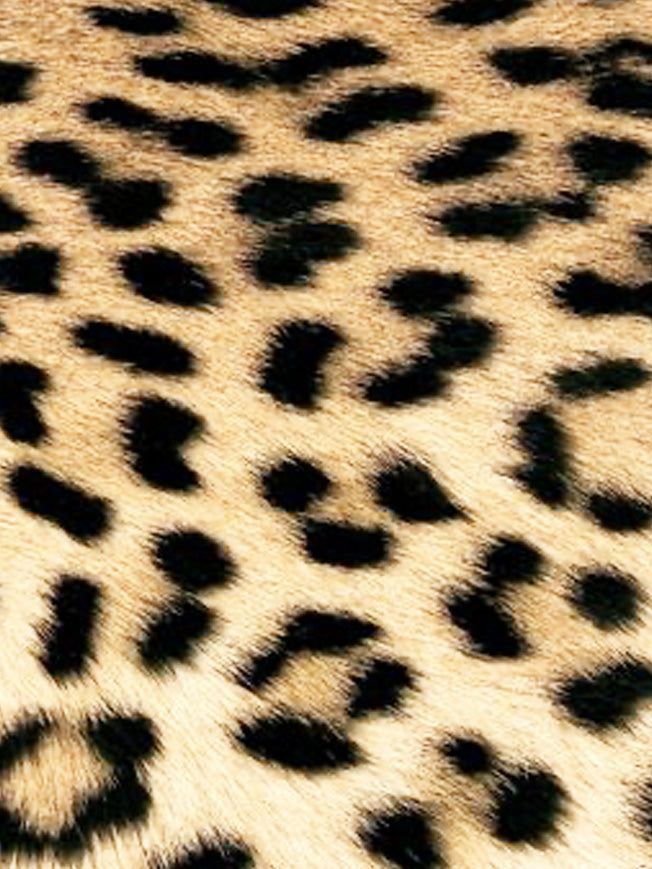 cute cheetah backgrounds 0067